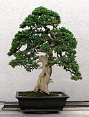 Informal-style juniper