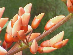 Detalhe da inflorescência da Erythrina crista-galli