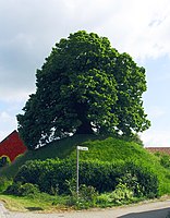 Tumulus mit über 800 Jahre altem Lindenbaum