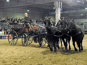 Poneys de l'Esperia attelés à la Fieracavalli 2014