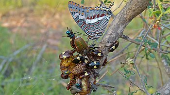 Foxy Emperor (Charaxes saturnus) & Fruit Chafers, Kruger, South Africa