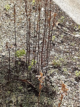 Gastrodia sesamoides