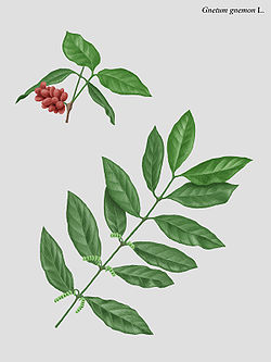 Malesianluumio (Gnetum gnemon)