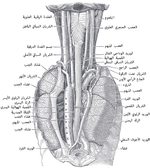 Diagram of thorax showing the esophagus and surrounding structures.