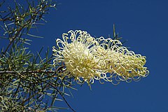 Description de l'image Grevillea annulifera.jpg.