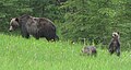 Grizzly bear sow and two cubs in Kananaskis Country.