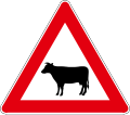 Cows