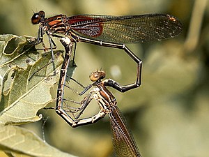 Male above, female below