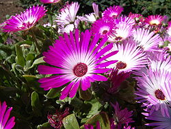 Fleurs au jardin botanique.