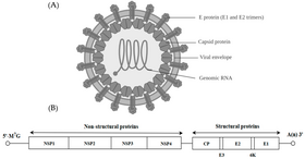 Estrutura e genoma de um alphavirus