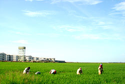 Farmers working in a paddy field in kalmunai west