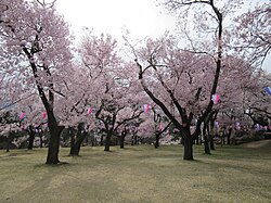 桜の時期の城址公園