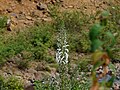 Lobelia nicotianifolia