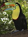 Keel-billed toucan, Belize