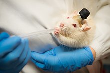 Laboratory rat