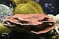 Leaf plate montipora from an aquarium