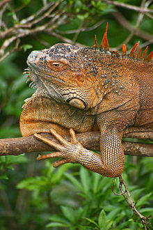 Tête d'Iguane vert mâle perché.