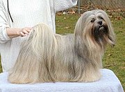 Lhasa_Apso_(1)