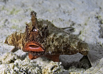 Longnose batfish