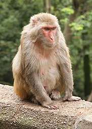 Rhesus macaque