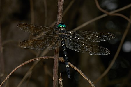 Macromia ellisoni male