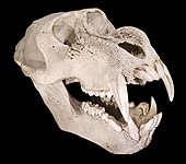 Skull of male mandrill, showing the long canines and ridged bone swellings