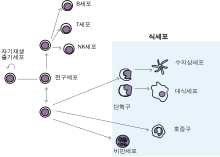 A cartoon showing the relationships between a stem cell and mature white blood cells. Eight different types of white blood cell can derive from the same stem cell.