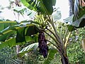 Image 33Tall herbaceous monocotyledonous plants such as banana lack secondary growth, but are trees under the broadest definition. (from Tree)