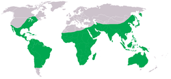 Distribution of Pantala flavescens