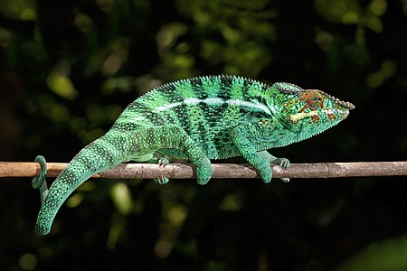 Panther chameleon, by Charlesjsharp