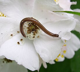 Parajulidae sp.