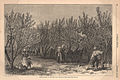 Image 11Picking Peaches in Delaware, an illustration in an 1878 issue of Harper's Weekly (from Delaware)