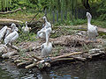 Pelecanus crispus