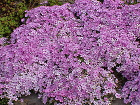 Phlox douglasii