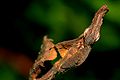 Sub-adult female ghost mantis