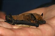 Brown bat