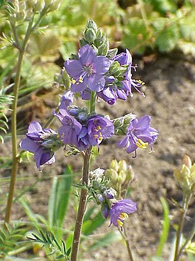 Polemonium carneum