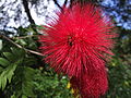 Calliandra haematocephala, fleur.