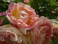 Rose 'Cesar'