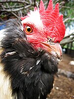 Tête de coq.