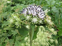 頭花は散形状に密につく。総苞にくも毛があり、総苞片は開出し先が短く反曲する。基部に苞葉があり長い。