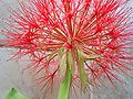 Scadoxus