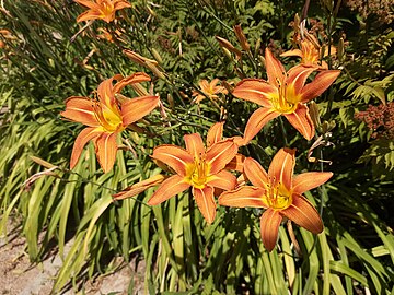 day lilies