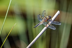 TDG-Foto Neu! mit Libelle im Naturschutzgebiet Schwalmbruch, Mühlenbach- und Knippertzbachtal