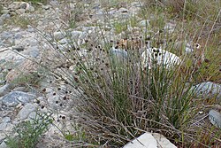 Etelänpallokaisla (Scirpoides holoschoenus subsp. australis)