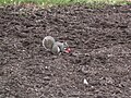 Image:Sciurus carolinensis with apple.JPG