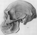 Speculative reconstruction of a complete skull by Franz Weidenreich