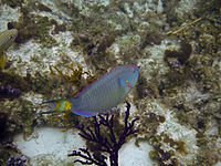 A Stoplight parrotfish in Princess Alexandra Land and Sea National Park, Providenciales, Turks and Caicos Islands
