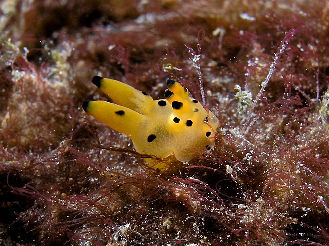 Thecacera sp., представитель голожаберных моллюсков