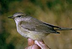 Orangekronad skogssångare (Leiothlypis celata)